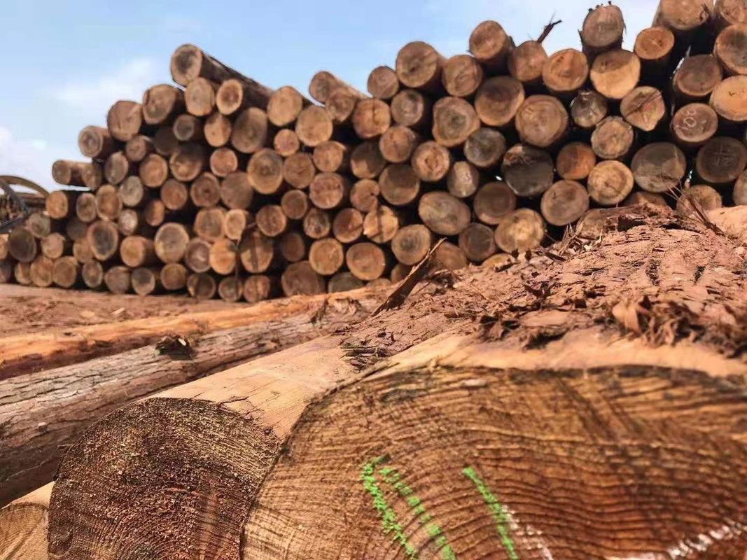 حصار چوب سرو در فضای باز سفارشی برای دکوراسیون باغ ثبات خوب